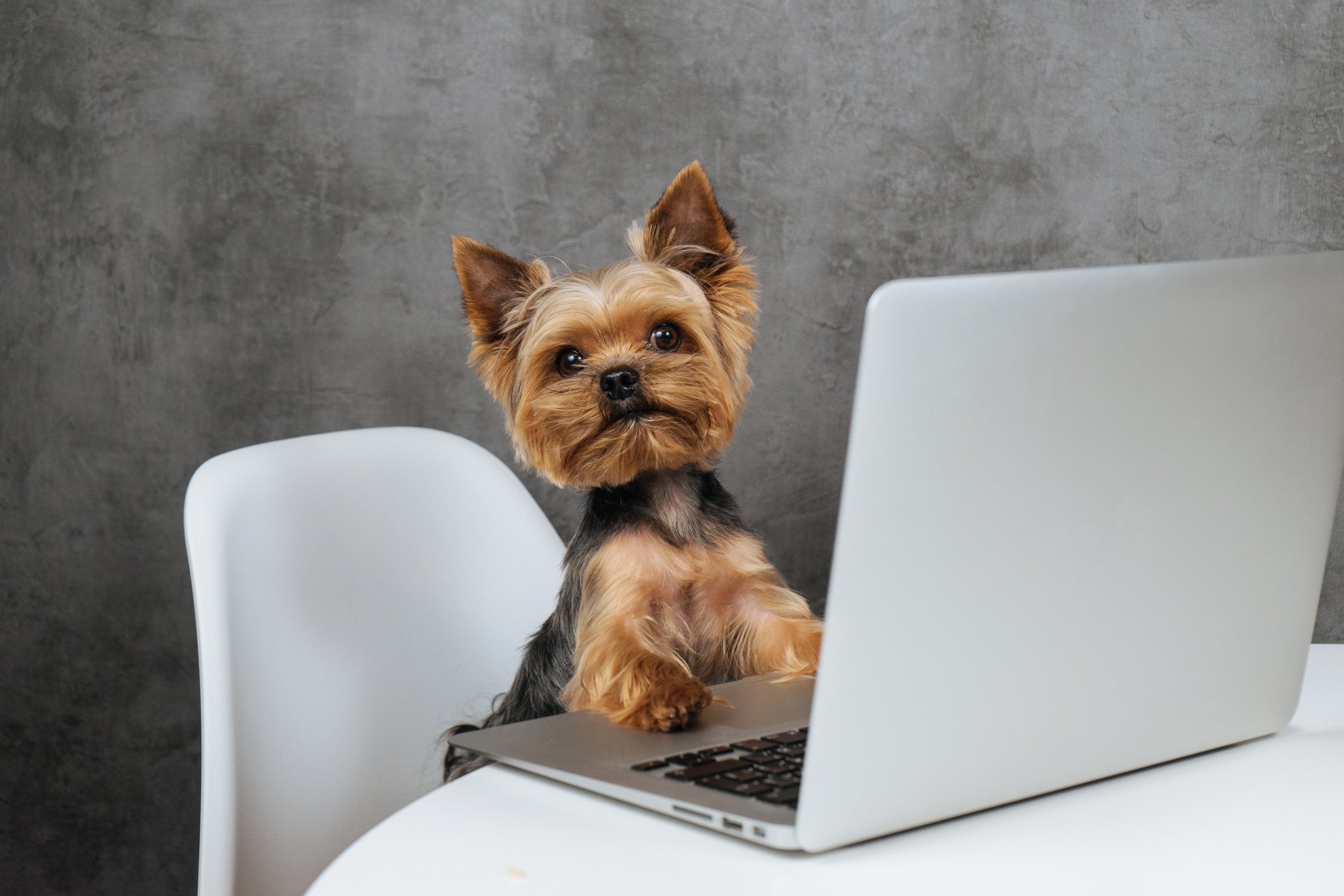 Dog at computer laptop yorkshire terrier